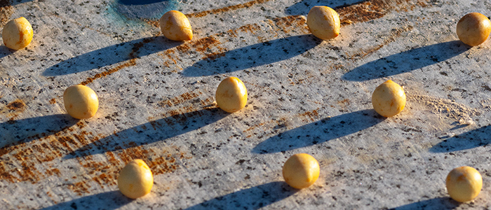 タマヌの素材画像