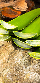 アロエのイメージ画像