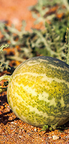 カラハリメロンのイメージ画像