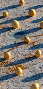 タマヌのイメージ画像